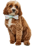 Party Collar Bow-Ne Pet Accessory
